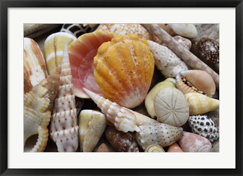 Framed Tropical Shell Still-Life 3 Print