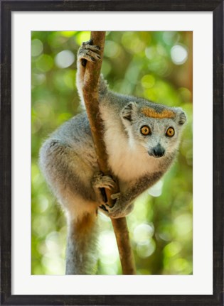 Framed Madagascar, Lake Ampitabe, Female Crowned Lemur Has A Gray Head And Body With A Rufous Crown Print