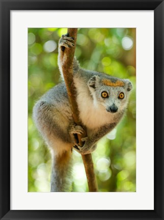 Framed Madagascar, Lake Ampitabe, Female Crowned Lemur Has A Gray Head And Body With A Rufous Crown Print