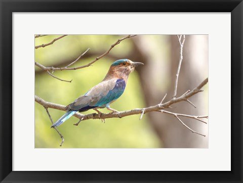 Framed India, Madhya Pradesh, Bandhavgarh National Park Portrait Of An Indian Roller Print