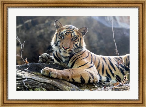 Framed India, Madhya Pradesh, Bandhavgarh National Park A Young Bengal Tiger Resting On A Cool Rock Print