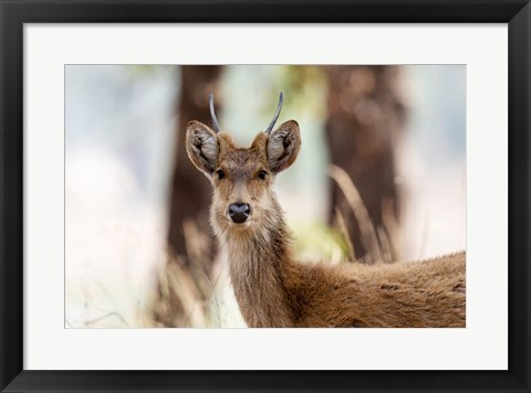 Framed India, Madhya Pradesh, Kanha National Park Headshot Of A Young Male Barasingha Print