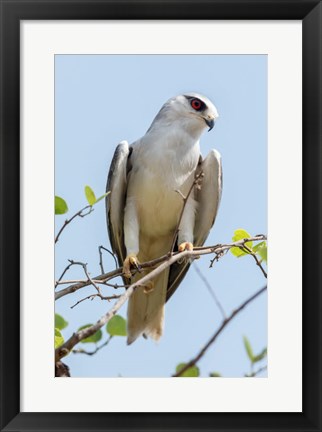 Framed India, Madhya Pradesh, Kanha National Park Portrait Of A Black-Winged Kite On A Branch Print