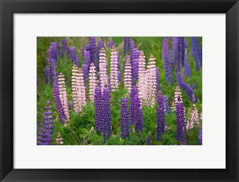 Framed New Zealand, South Island Lupine Flower Scenic Print