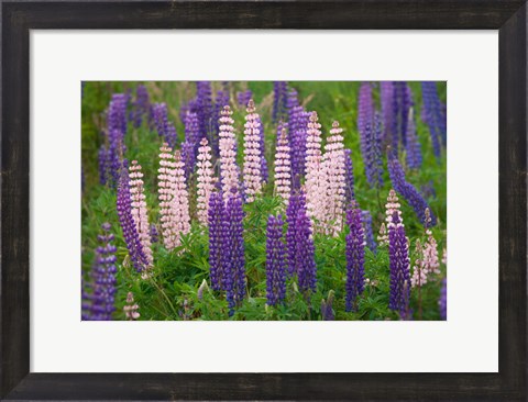 Framed New Zealand, South Island Lupine Flower Scenic Print