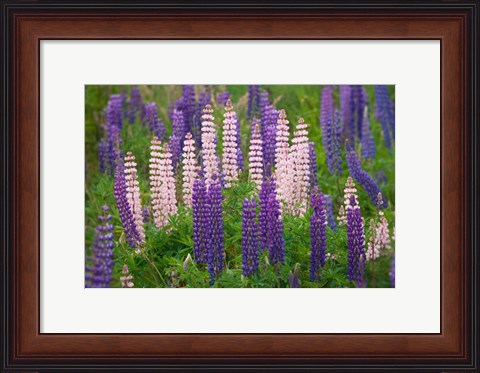 Framed New Zealand, South Island Lupine Flower Scenic Print