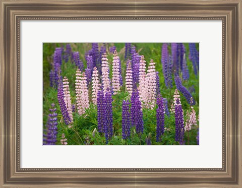 Framed New Zealand, South Island Lupine Flower Scenic Print