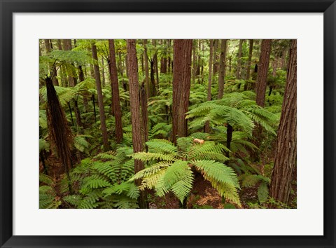 Framed Redwoods Treewalk At The Redwoods, Rotorua, North Island, New Zealand Print