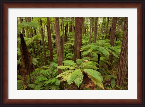 Framed Redwoods Treewalk At The Redwoods, Rotorua, North Island, New Zealand Print