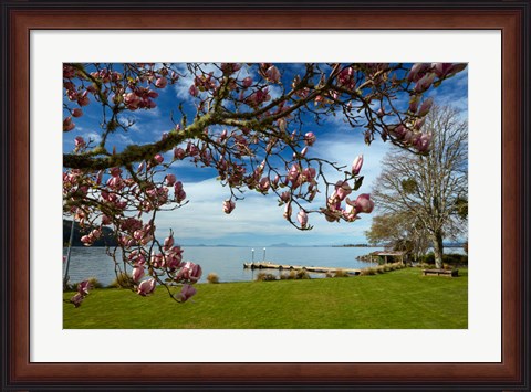 Framed Magnolia Tree In Bloom, And Lake Taupo, Braxmere, Tokaanu, Near Turangi, North Island, New Zealand Print