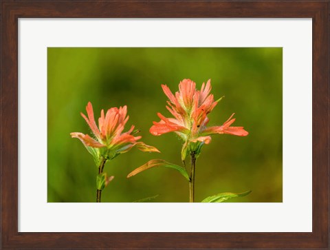 Framed Jasper National Park, Alberta, Canada Red Indian Paintbrush Wildflower Print