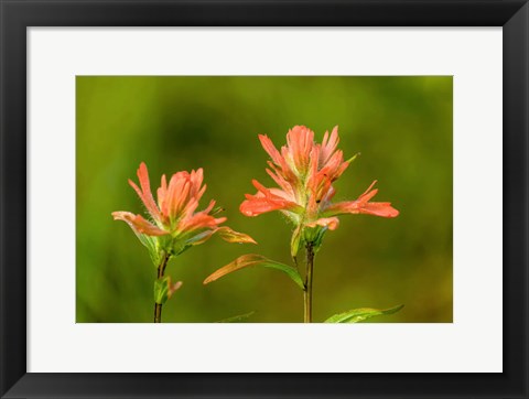 Framed Jasper National Park, Alberta, Canada Red Indian Paintbrush Wildflower Print