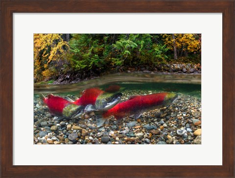 Framed British Columbia, Adams River Sockeye Salmon Split Shot Print