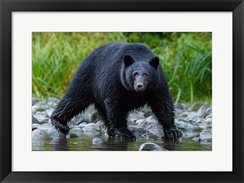 Framed British Columbia Black Bear Searches For Fish At Rivers Edge Print