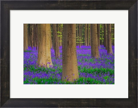 Framed Europe, Belgium Hallerbos Forest With Trees And Bluebells Print