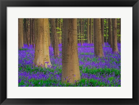 Framed Europe, Belgium Hallerbos Forest With Trees And Bluebells Print