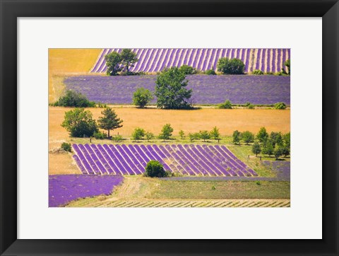 Framed France, Provence, Sault Plateau Overview Of Lavender Crop Patterns And Wheat Fields Print