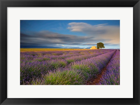 Framed France, Provence, Valensole Plateau Lavender Rows And Farmhouse Print