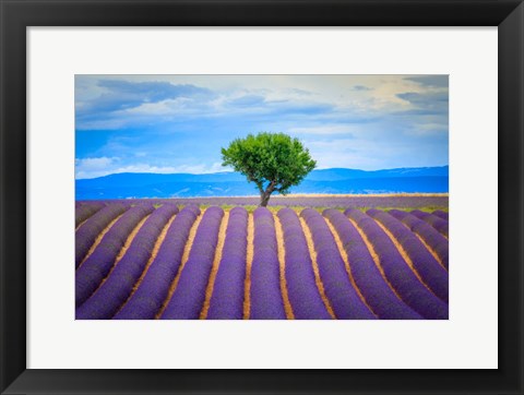 Framed Europe, France, Provence, Valensole Plateau Field Of Lavender And Tree Print