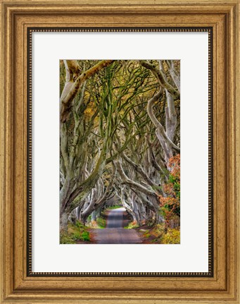 Framed Dark Hedges In County Antrim, Northern Ireland Print