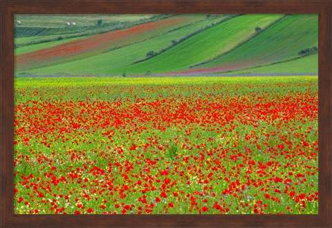 Framed Europe, Italy, Castellucio Piano Grande Field Of Flowers Print