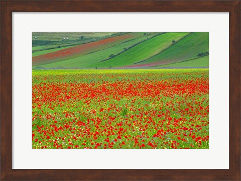 Framed Europe, Italy, Castellucio Piano Grande Field Of Flowers Print