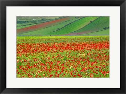 Framed Europe, Italy, Castellucio Piano Grande Field Of Flowers Print