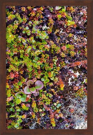 Framed Greenland Qeqertaq Dwarf Birch, Lichen, And Large Flowered Wintergreen Print