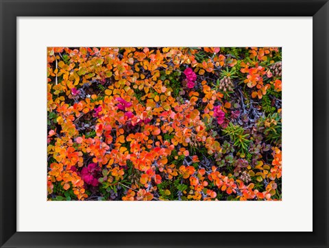 Framed Greenland, Eqip Sermia Dwarf Birch In Fall Color Print