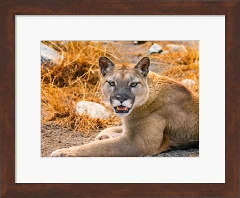 Framed Mountain Lion, Cougar, Puma Concolor Print