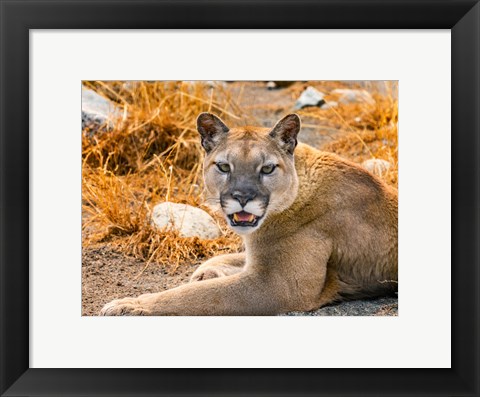 Framed Mountain Lion, Cougar, Puma Concolor Print