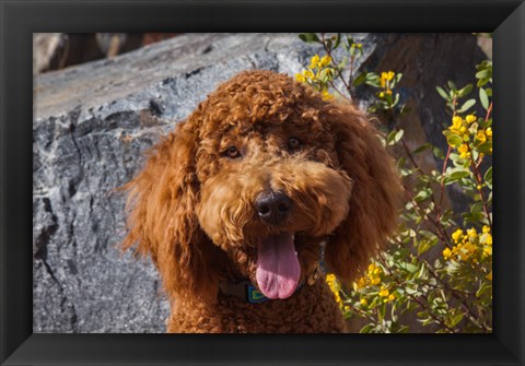 Framed Labradoodle In A Desert Garden Print