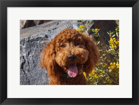 Framed Labradoodle In A Desert Garden Print