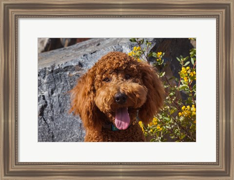 Framed Labradoodle In A Desert Garden Print