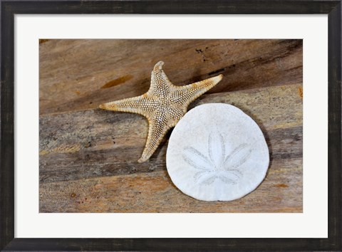 Framed Sand Dollar And Starfish Still-Life Print