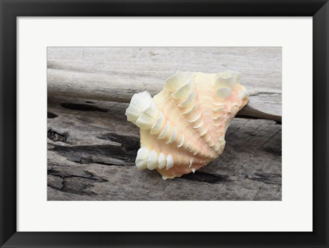 Framed Ruffled Clam Shell - Tridacna Squamosa Print