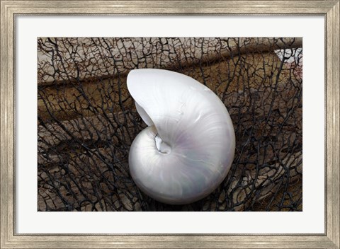 Framed Whole Pearl Nautilus Shell Print