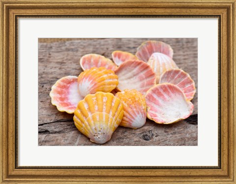 Framed Hawaiian Sunrise Shells Print