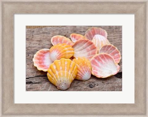 Framed Hawaiian Sunrise Shells Print