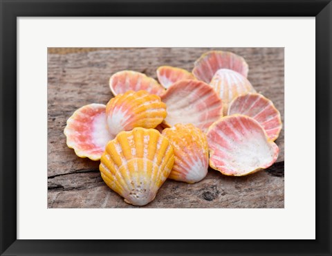 Framed Hawaiian Sunrise Shells Print