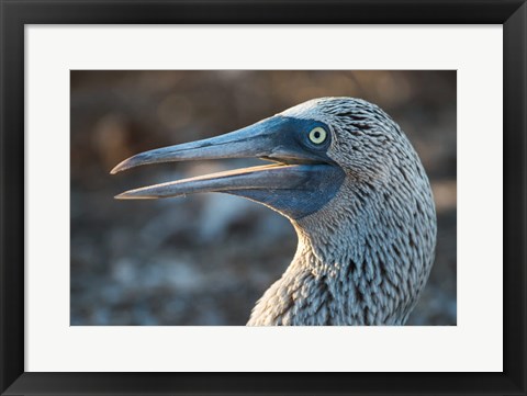 Framed Galapagos Islands, North Seymour Island Blue-Footed Booby Portrait Print