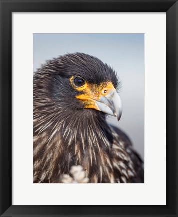 Framed Adult Striated Caracara, Protected, Endemic To The Falkland Islands Print