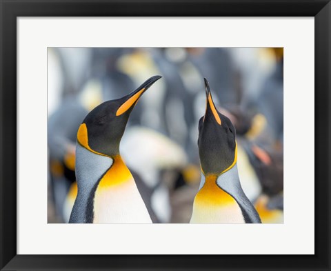 Framed King Penguin, Falkland Islands 3 Print