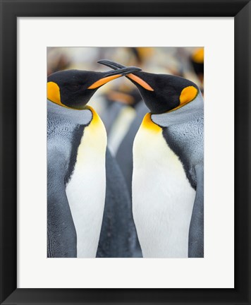 Framed King Penguin, Falkland Islands 4 Print