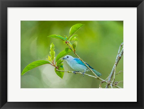 Framed Costa Rica, Sarapiqui River Valley, Blue-Grey Tanager On Limb Print