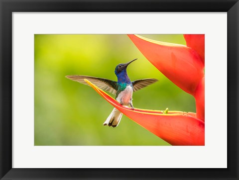 Framed Costa Rica, Sarapiqui River Valley, Male White-Necked Jacobin On Heliconia Print