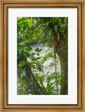 Framed Costa Rica, Sarapiqui River Valley, Rio Puerto Viejo River In Rainforest Print