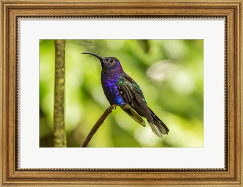 Framed Costa Rica, Monte Verde Cloud Forest Reserve Violet Sabrewing Close-Up Print