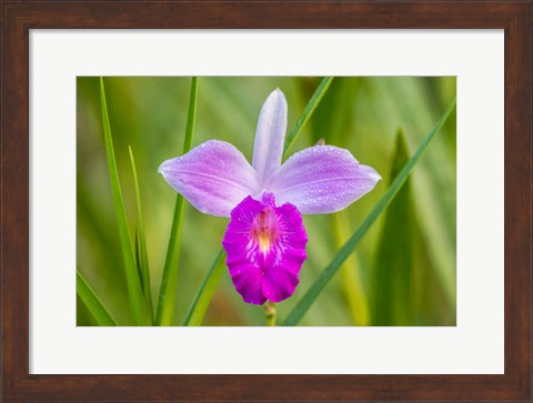 Framed Costa Rica, Sarapique River Valley Earth Orchid Blossom Close-Up Print