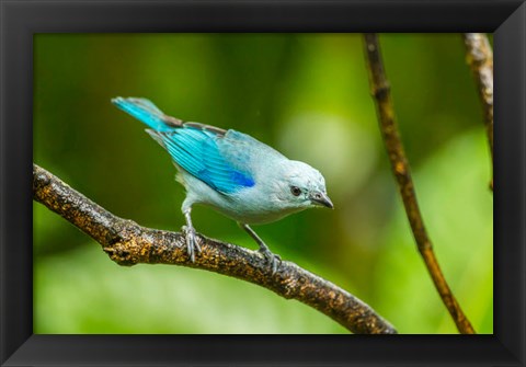 Framed Costa Rica, Sarapique River Valley Blue-Grey Tanager On Limb Print